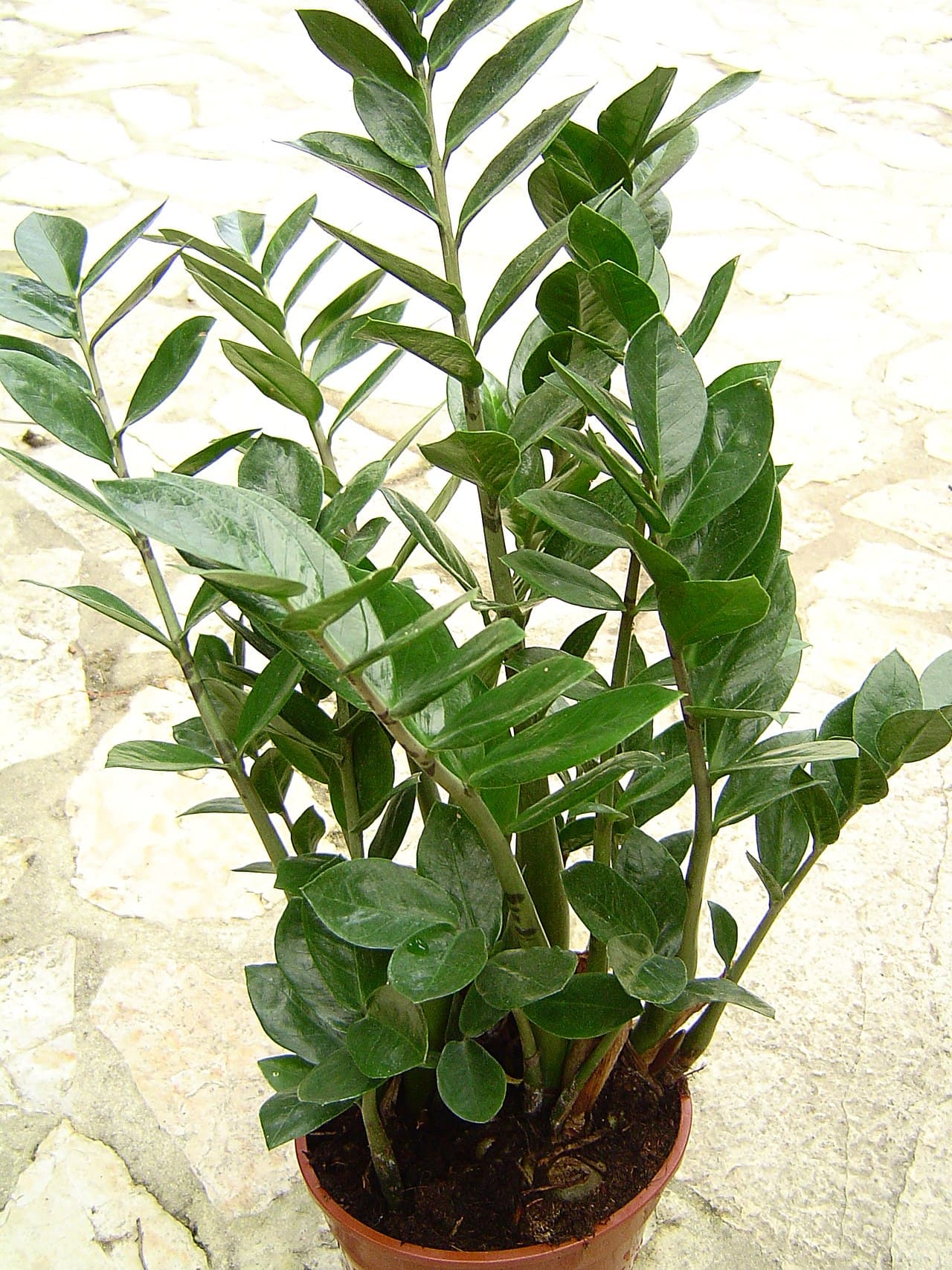 زاميا (ZZ)