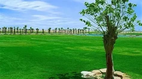 إنشاء المسطحات الخضراء