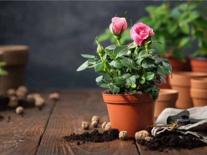 خدمات زراعية موسمية 8